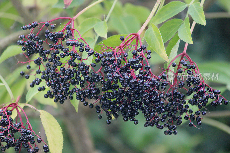 成熟的接骨木浆果，篱笆中的黑接骨木浆果，接骨木浆果(Sambucus)