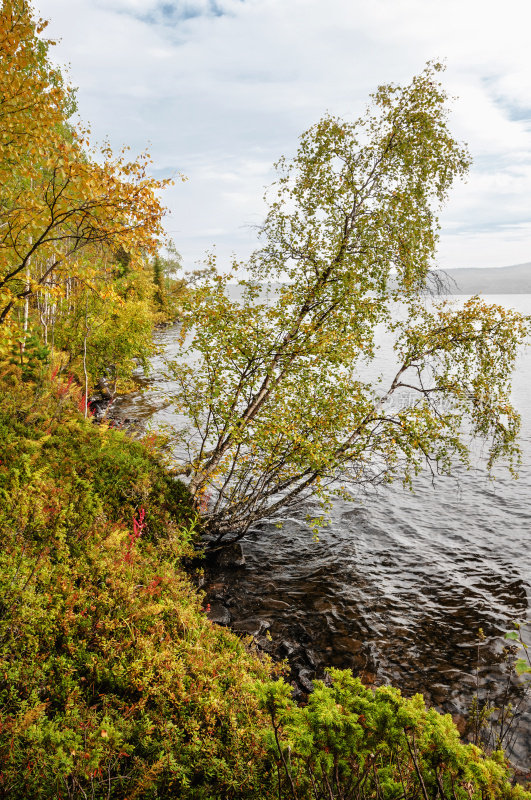 图罗玛河，秋天，海岸，摩尔曼斯克地区