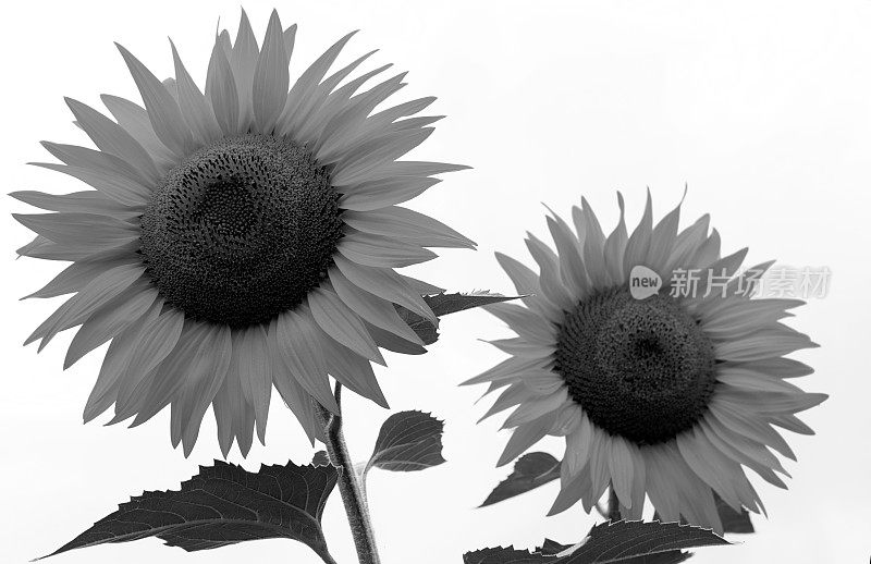黑色和白色向日葵