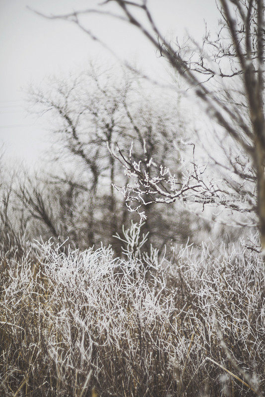 柔软的冬天风景裸露的树木和草地在雪