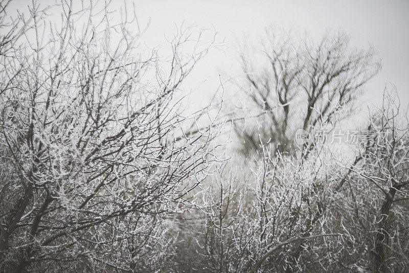 柔软的冬天风景裸露的树木和草地在雪