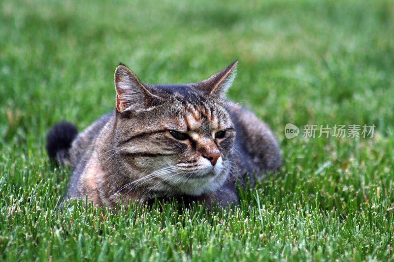 猫在草地上