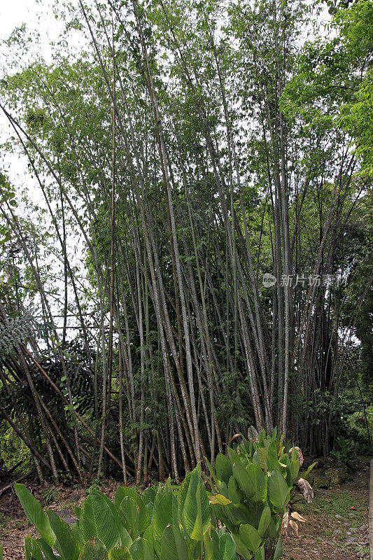 野生竹植物