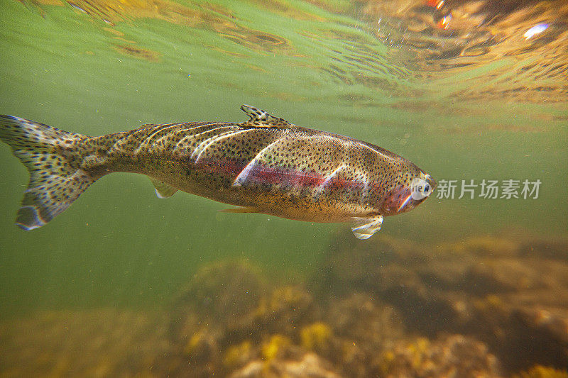 爱达荷州鲑鱼河的彩虹鳟鱼