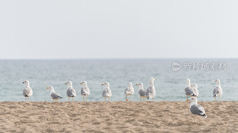 海滩上的海鸥