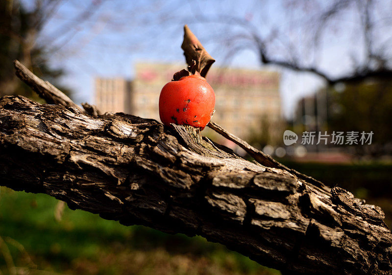 落在树干上的柿子