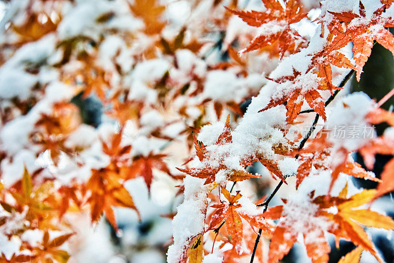 红黄相间的枫叶落满了雪