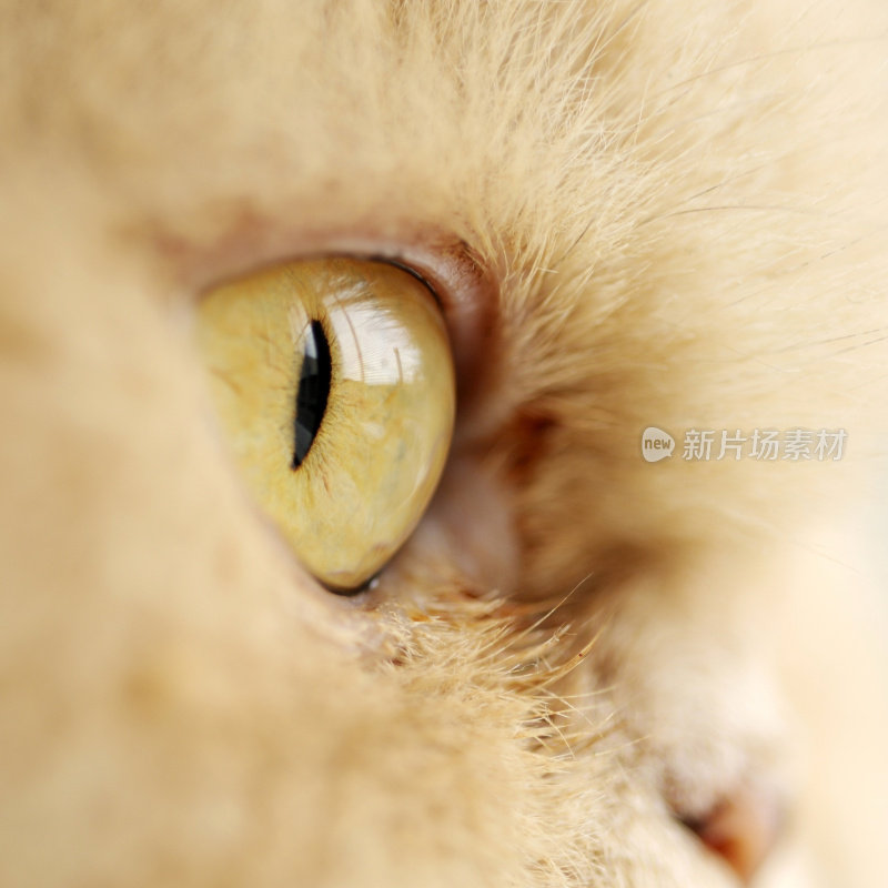 波斯猫的眼睛