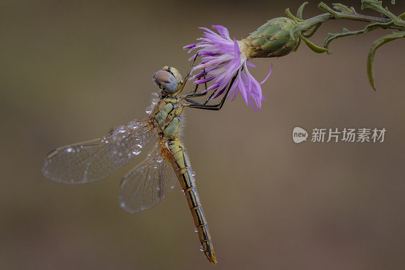 一朵花中的蜻蜓