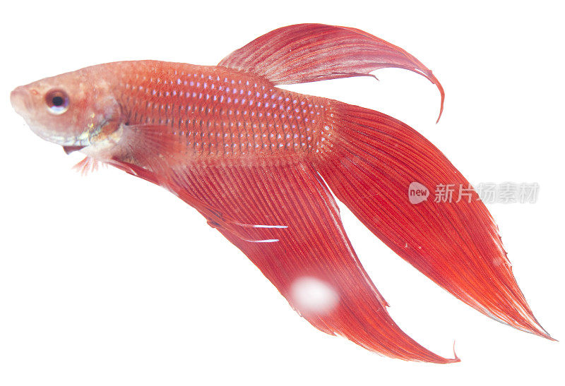 搏鱼splendens