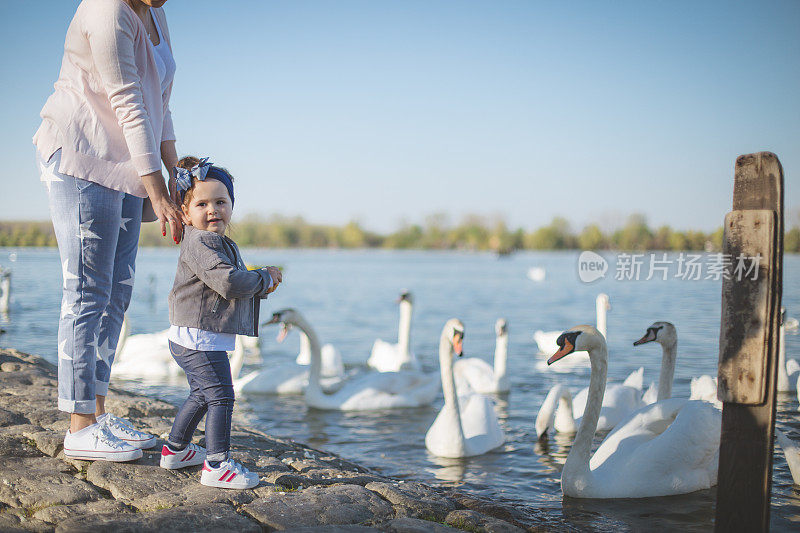 小女孩喜欢在河里喂天鹅。