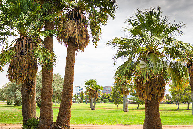 凤凰公园的棕榈树