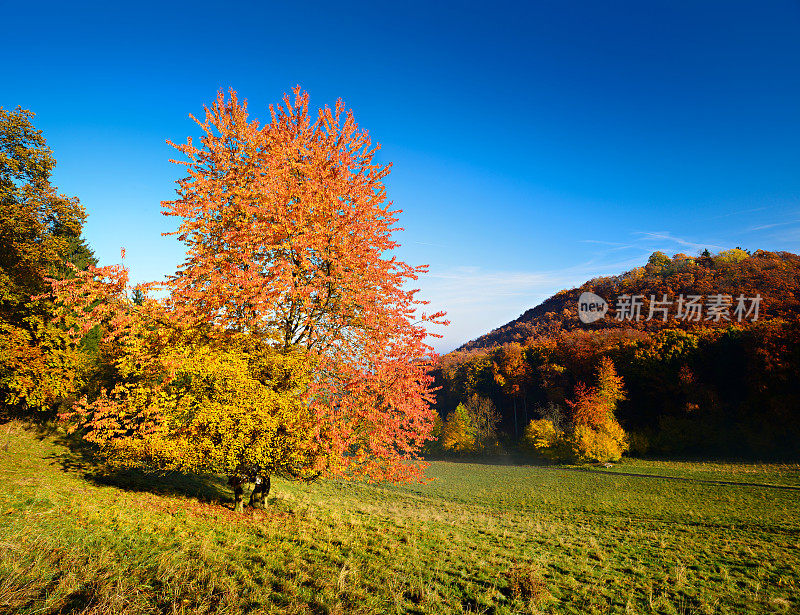 樱桃树在山上草地的秋天景观，蓝天