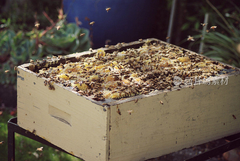 打开蜂巢里的蜂蜜箱