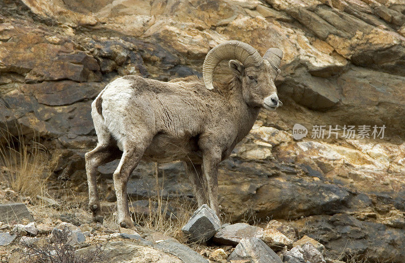 科罗拉多州岩石悬崖上的落基山大角羊