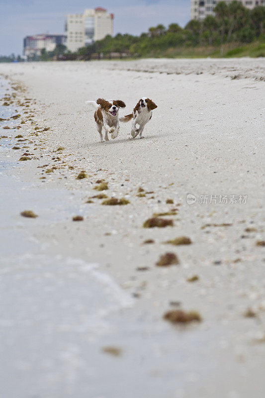 骑士查尔斯国王猎犬在海滩上奔跑