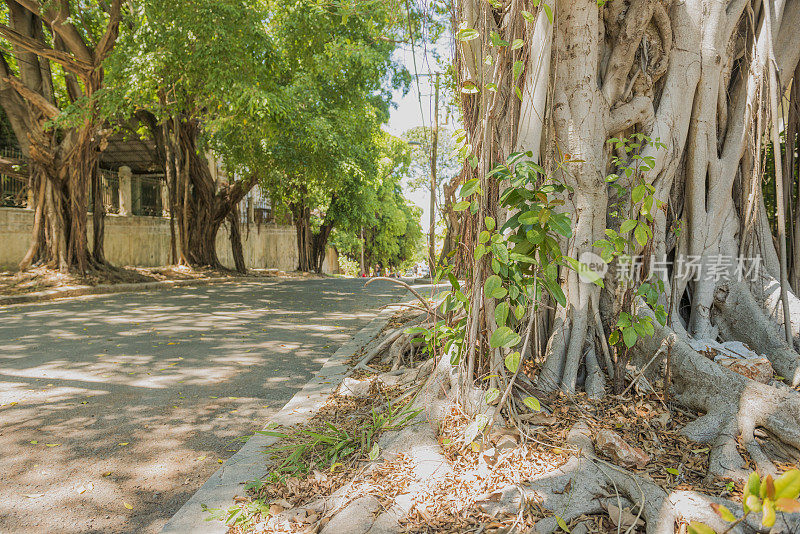 热带榕树生长在哈瓦那古巴街道
