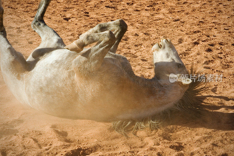 马在尘土中打滚