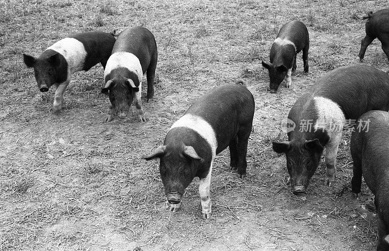 大约1964年，七头汉普郡猪在空地上觅食