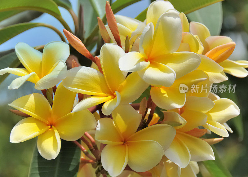 黄色Plumeria