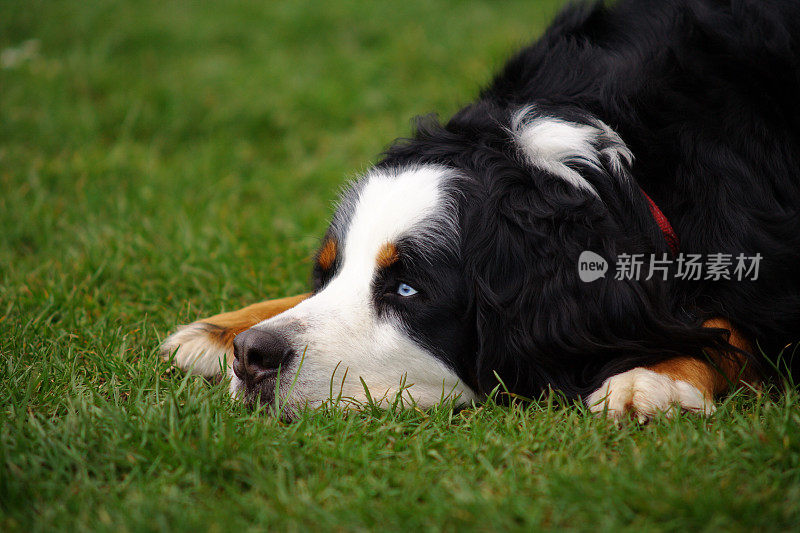 圣伯纳德犬