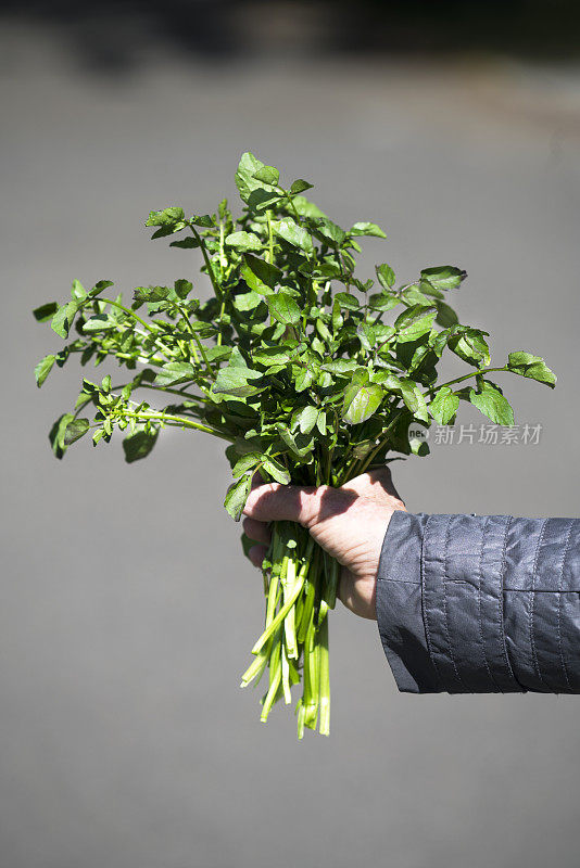 新鲜西洋菜的香味