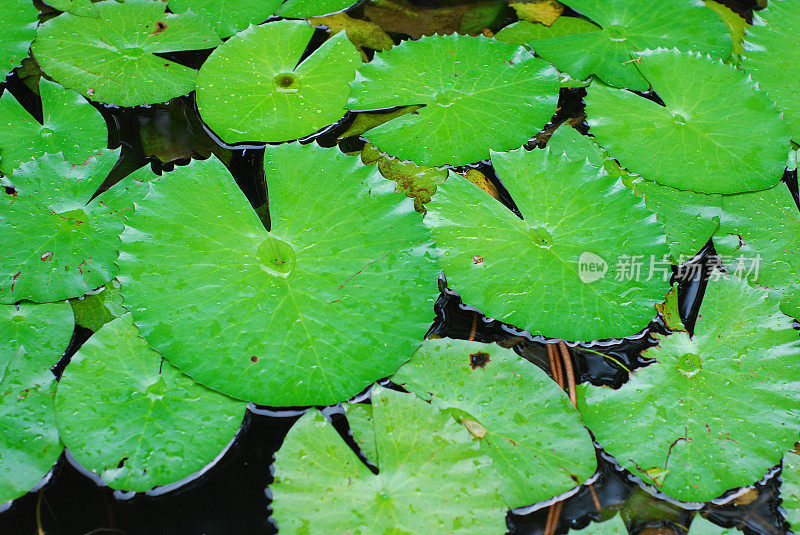 雨后的睡莲叶子