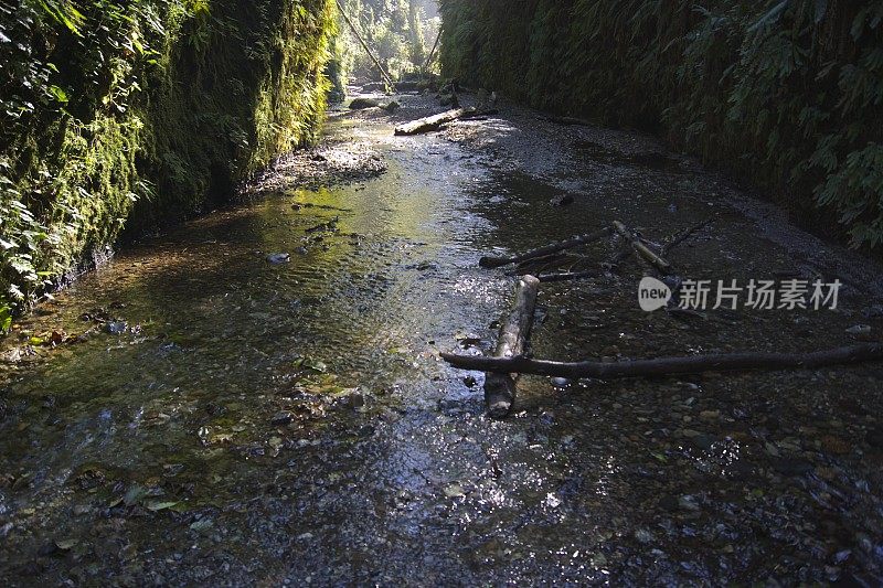 蕨类植物峡谷隧道