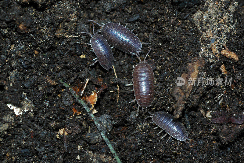 播种虫，pillbug，滚利波利，坡斯利奥