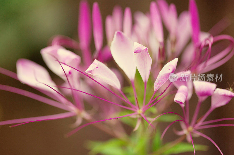 很醉蝶花属花