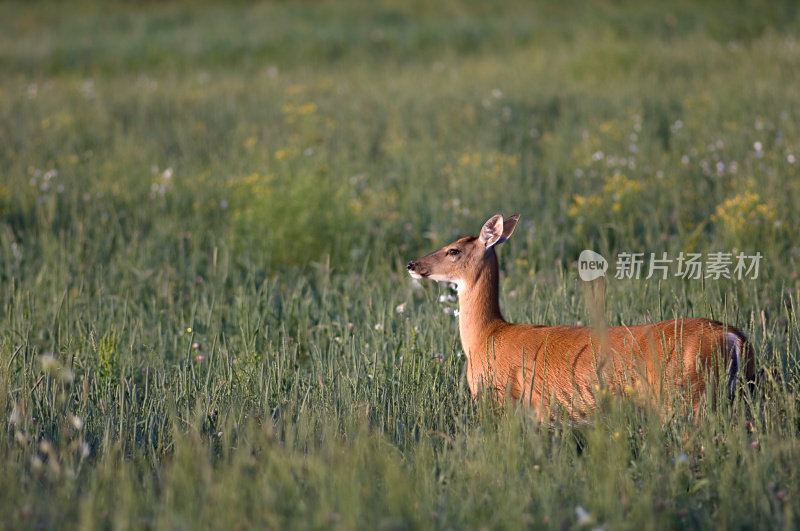 白尾鹿在早晨