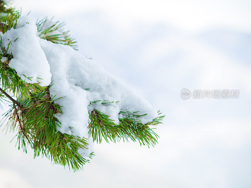 雪落在绿色的树上