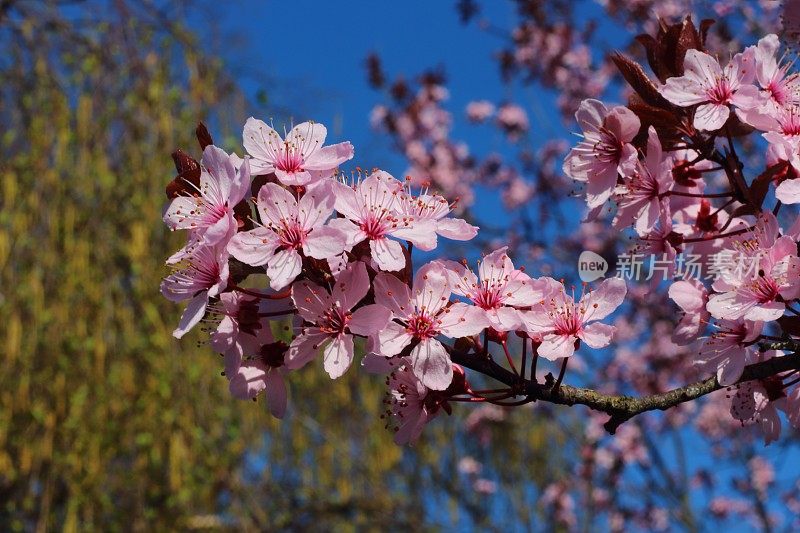 桃树在春天开花