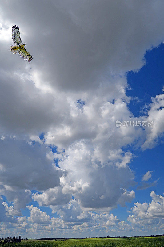 翱翔的斯文森的老鹰特写和夏日草原的天空