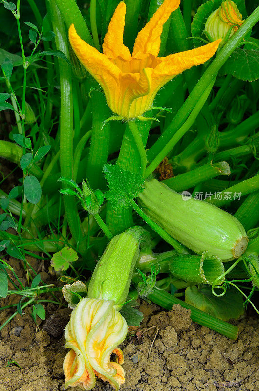 西葫芦花在树枝上