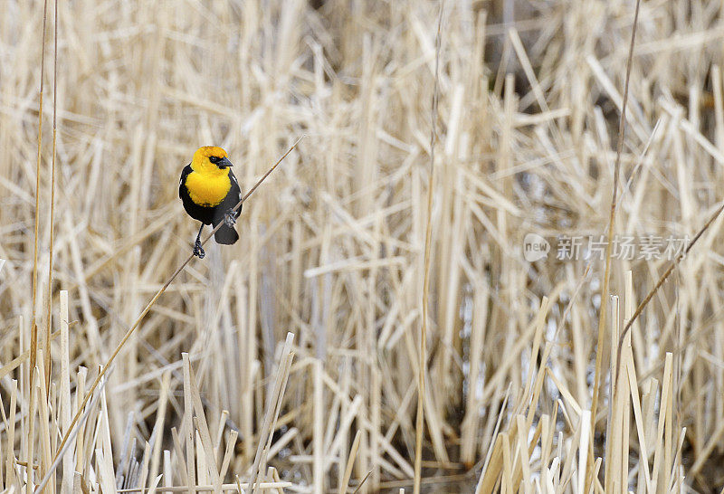 干沼泽芦苇上的黄头黑鸟