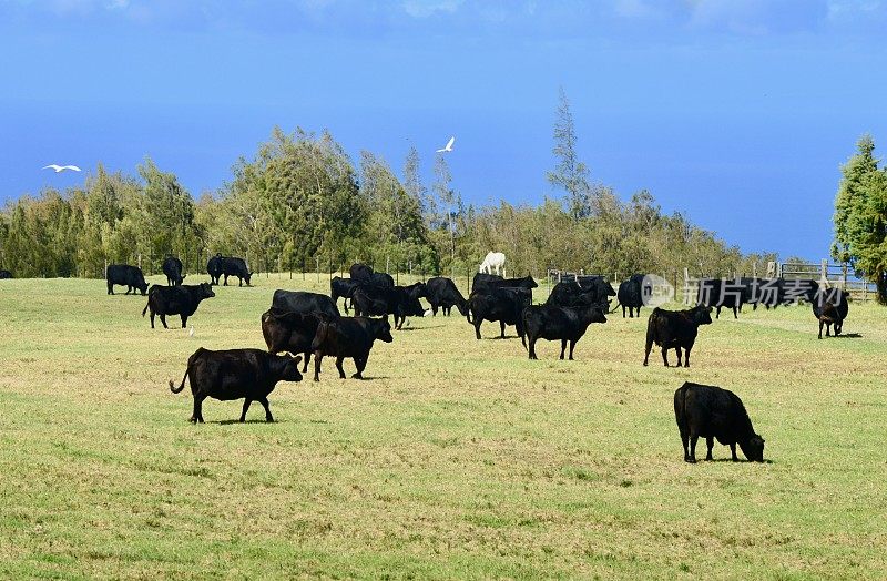 夏威夷牛牧场