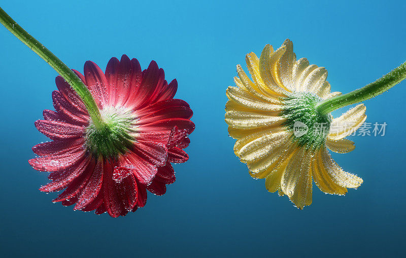 一个红色和黄色的雏菊菊菊花与泡沫在水下的花瓣，蓝色的背景，微距拍摄