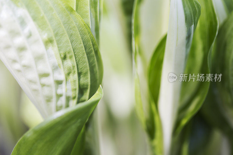 玉簪属草本植物(