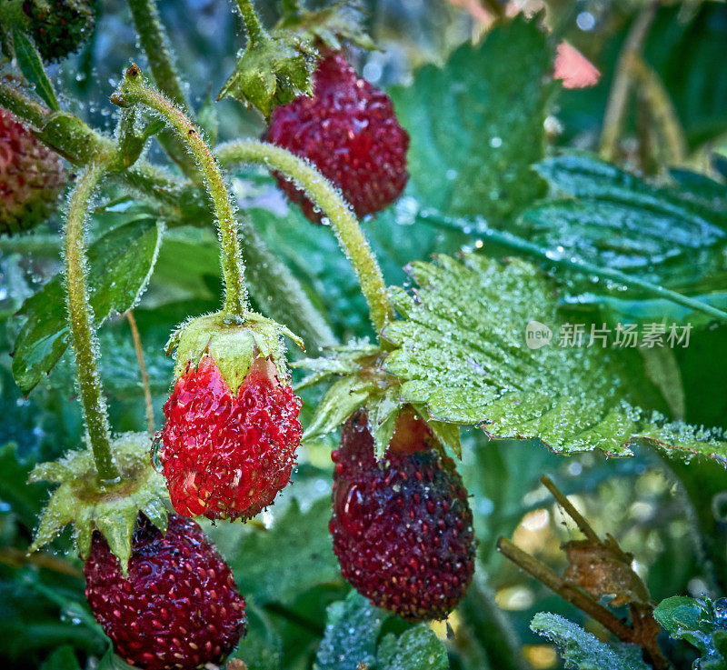 雨中的新鲜草莓