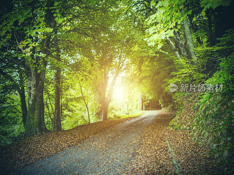 秋天穿过森林的美丽道路