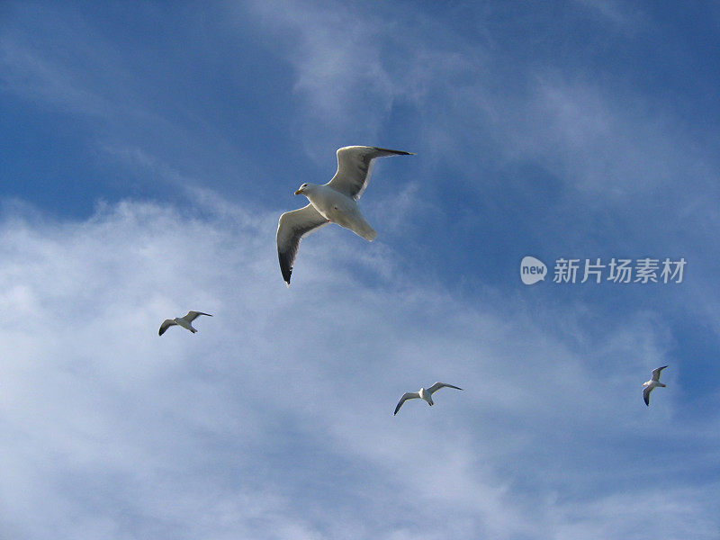 蓝天上有海鸥