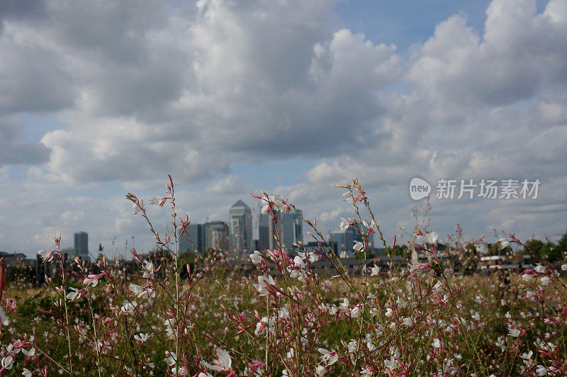 伦敦市-格林威治的花圃