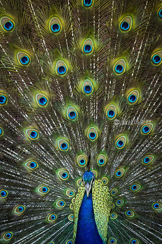 雄性孔雀展示羽毛的特写
