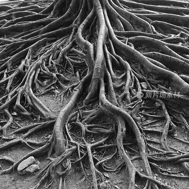 非常古老的树扭曲的根