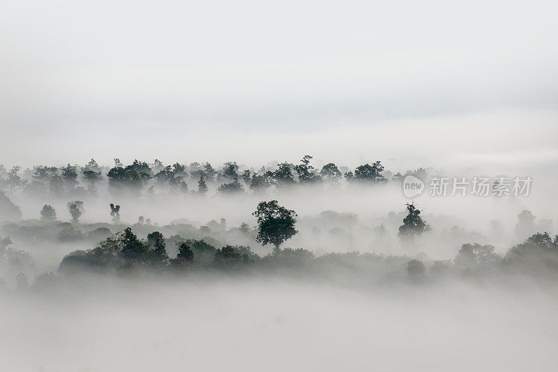 森林上空的雾，极简主义摄影中的黑白色调