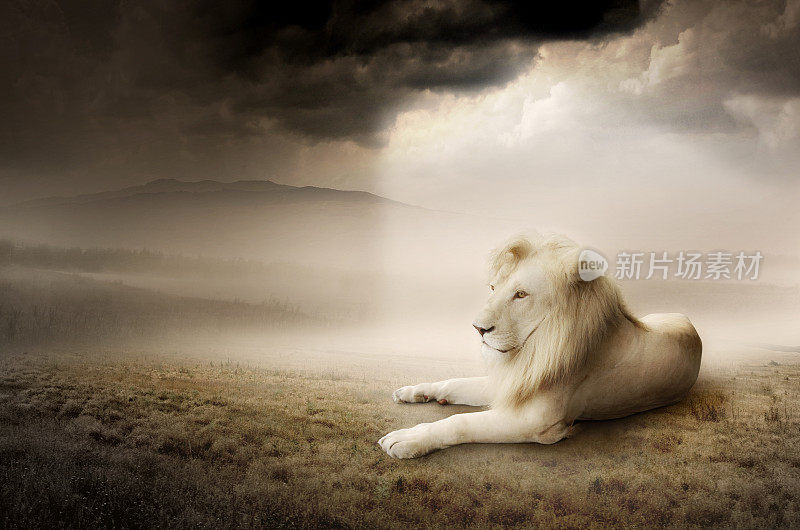 日落时分的白狮