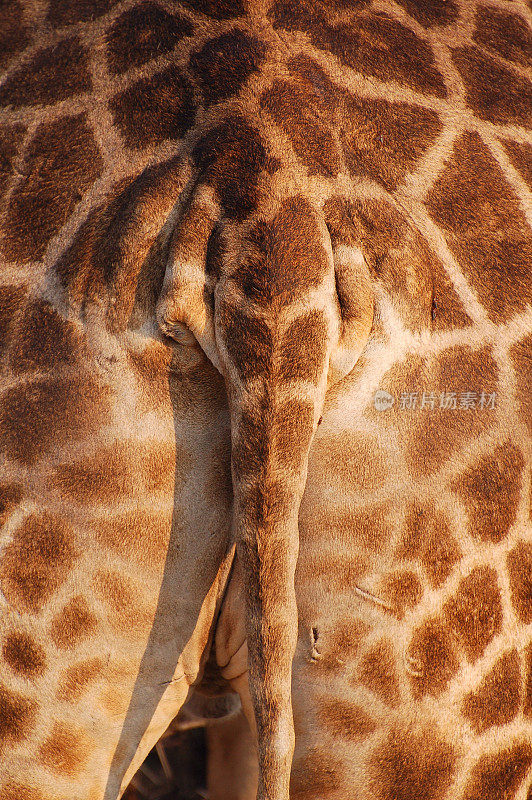 纳米比亚埃托沙国家公园长颈鹿的背部
