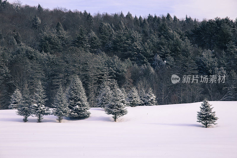 雪覆盖的圣诞松树在田野，阿迪朗达克景观，纽约