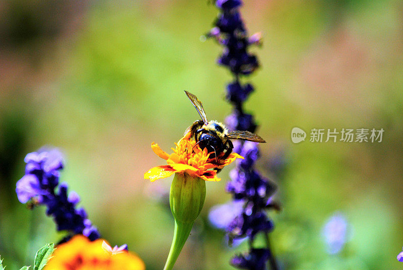 花粉覆盖大黄蜂